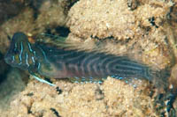 Omobranchus anolius